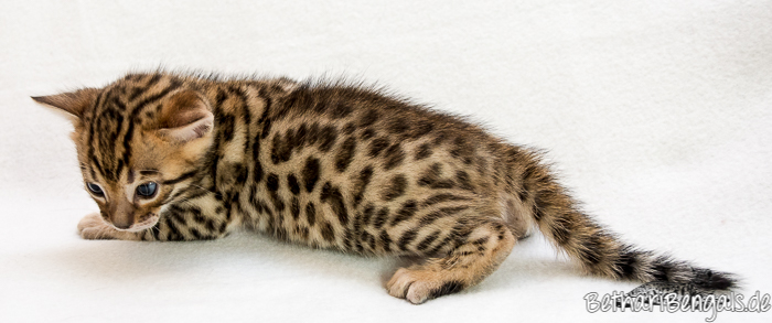 Wohnzimmerleopard